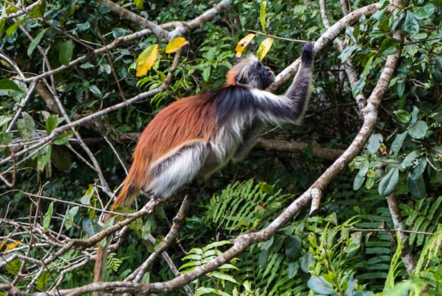 Lulu Tours and Safari in Zanzibar