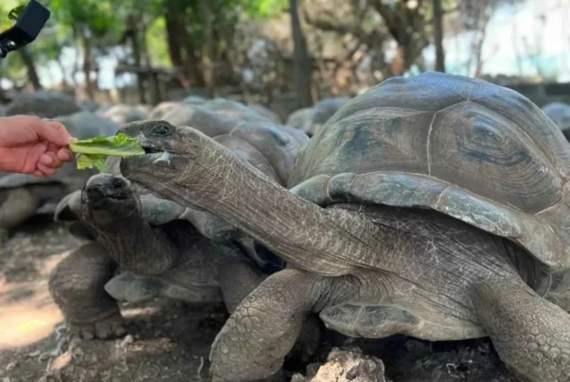 Lulu Tours and Safari in Zanzibar