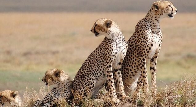 2-Day Safari to Tarangire & Ngorongoro from Zanzibar